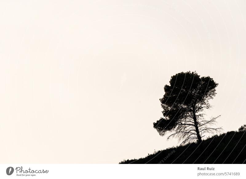 Berg-Silhouette: Tannenbaum-Silhouette gegen überbelichteten Himmel. Baum Kiefer Berge u. Gebirge weiß Raum Kontrast Natur Landschaft Silhouettenfotografie