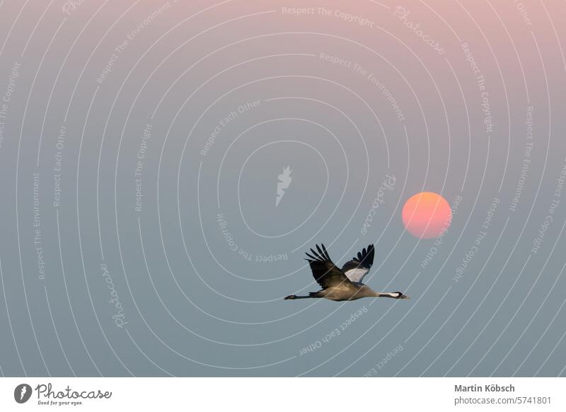 Kraniche fliegen am Himmel vor dem Mond. Zugvögel auf dem Darss. Wildtiere Feld Wald Vögel Ornithologe Darß Tier Saison Abenteuer Landschaft migratorisch fallen