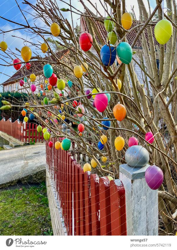 Vorfreude aufs Osterfest Ostern Ostereier Osterschmuck Osterstrauch bunte Eier Feste & Feiern Frühling Tradition Gartenzaun Vorgarten Dörfliche Idylle