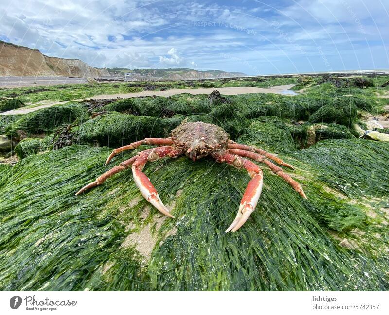 Küstentier - Krabbe auf Seetangsteinen An der Küste  der Normandie krebs algen küste meer horizont felsen