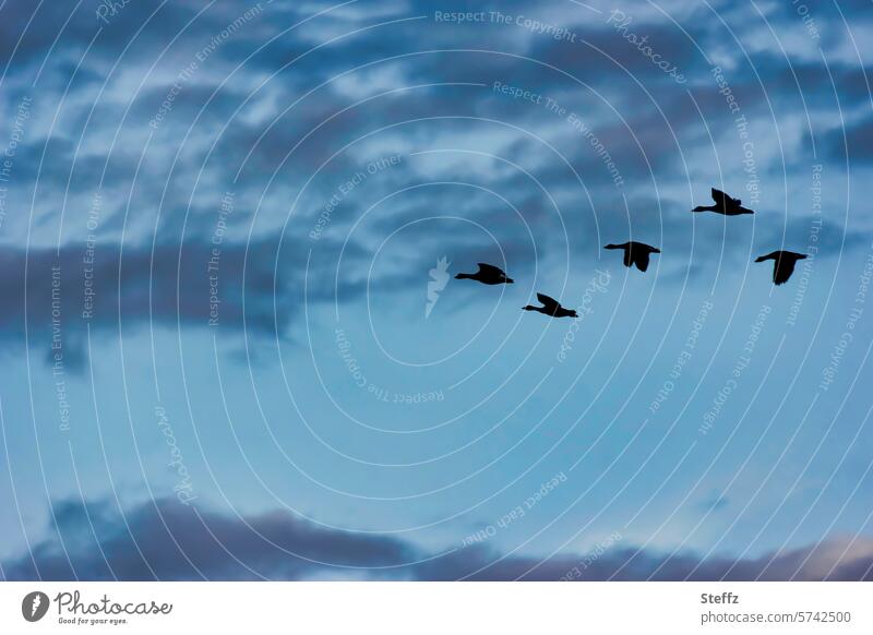 Wildgänse zur blauen Stunde Gänse Gänseflug Zugvögel Vogelflug Vogelschwarm Schwarm Silhouetten Gänse im Flug Vögel Gänsevögel Vögel fliegen Wasservögel