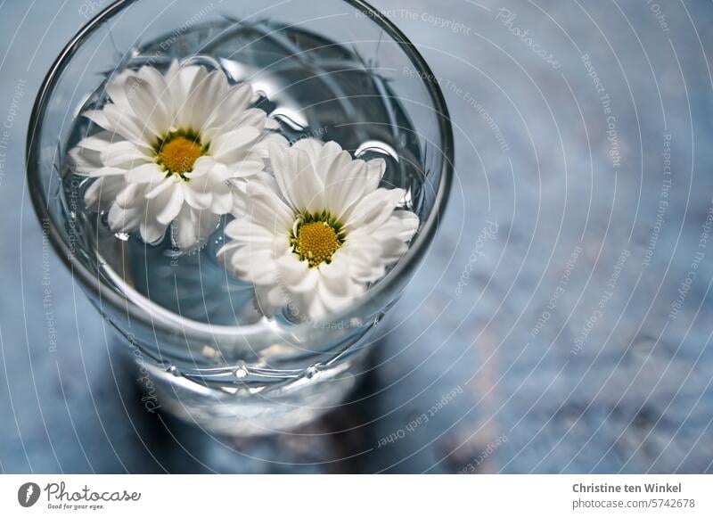 Blümchen Blüten Blütenköpfe weiße Blüten Trinkglas Wasserglas 2 Blüten zarte Blüten Dekoration & Verzierung romantisch Blütenblätter Tageslicht Tischdekoration