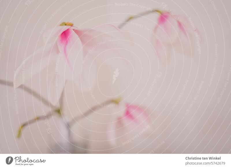 ein blühender Magnolienzweig in einer Vase rosa Blüten Magnolienblüte Tulpen-Magnolie Magnolia x soulangeana Blühend Frühling Natur Frühlingsgefühle duftend