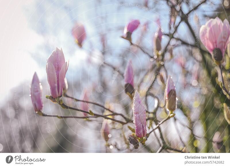Die rosa Blüten der Magnolie glitzern nach dem Regen im Sonnenlicht Magnolienblüte Magnolienbaum Magnoliengewächse Frühling Tulpen-Magnolie