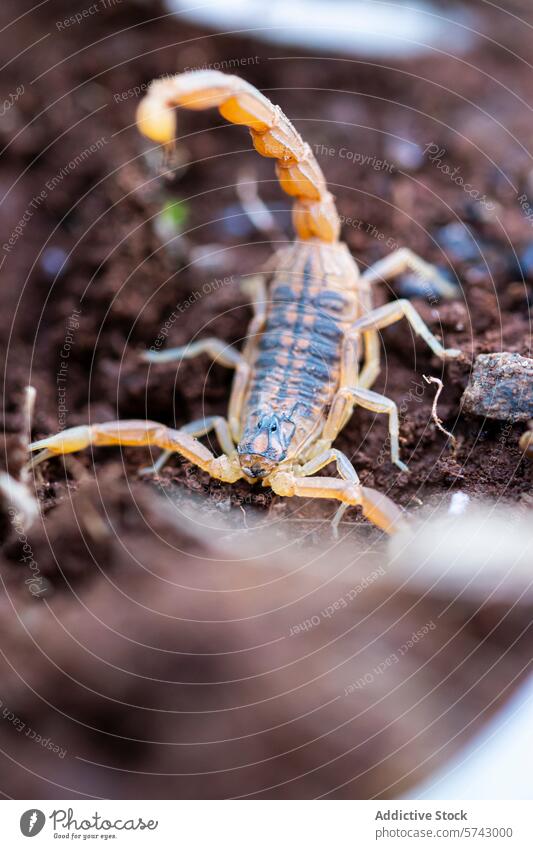 Ein Skorpion in Verteidigungshaltung mit erhobenem Schwanz, bereit zum Angriff, vor einem Hintergrund aus reicher Erde Leitwerke Boden Haltung Treffer
