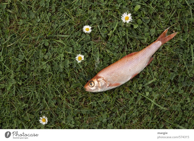 Wiesenfisch: Ein toter Fisch auf einer Wiese mit Gänseblümchen Lebensmittel Fleisch Meeresfrüchte Ernährung Gesundheit Natur Pflanze Blume Gras Grünpflanze