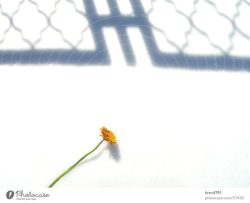 Blume im Schnee 1 weiß grün Überbelichtung orange Schatten hell