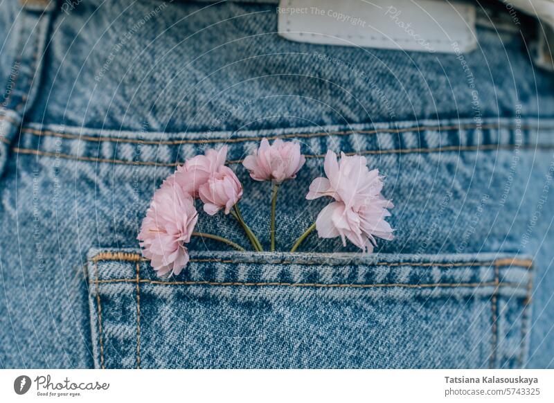 Rosa japanische Kirschblüten in der Gesäßtasche einer Damenjeans geblümt Jeanshose Jeansstoff Hose blau purpur Tasche Blumen Überstrahlung Blütezeit Frühling