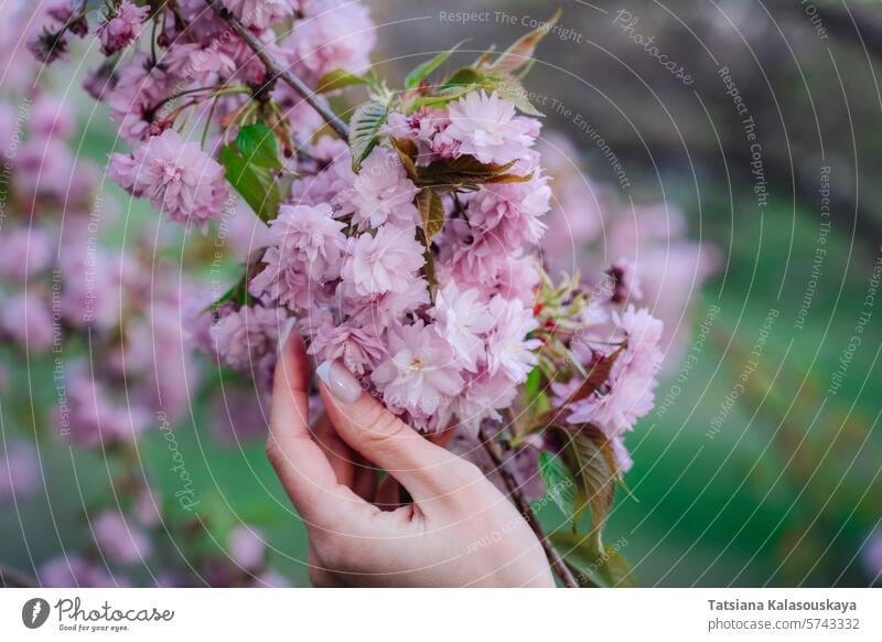 Weibliche Palme Nahaufnahme mit Kirschblütenknospe Frau Hand Frühling Blütezeit Kirschbaum prunus Kanzan serrulata lannesiana Kwanzan Sekiyama Japanisch Kirsche