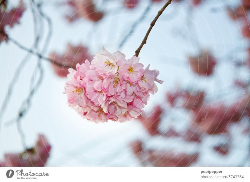 Kirschblüte Zierkirsche Frühling Blüte rosa Kirschblüten Baum Blühend Farbfoto Außenaufnahme Natur Schönes Wetter Kirschbaum Frühlingsgefühle Menschenleer