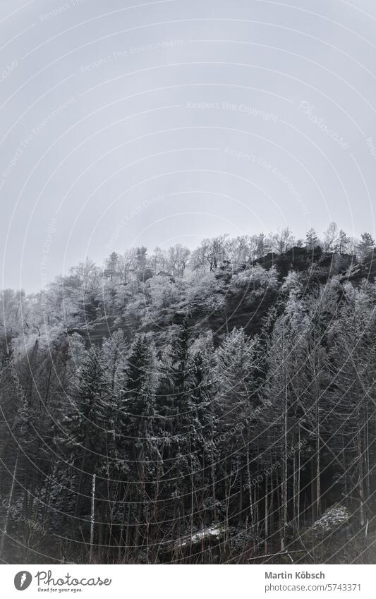 Blick auf den Großen Zschirnstein mit schneebedeckten Bäumen und im Nebel, auf dem Gipfel Felsen Winter Schnee Wald wandern Wurzel Sachsen Natur felsig