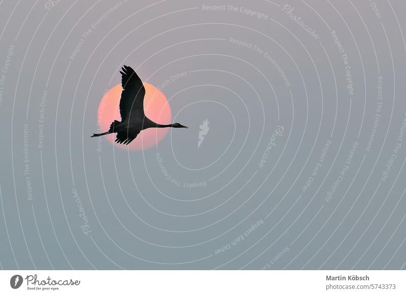Kraniche fliegen am Himmel vor dem Mond. Zugvögel auf dem Darss. Wildtiere Feld Wald Vögel Ornithologe Darß Tier Saison Abenteuer Landschaft migratorisch fallen