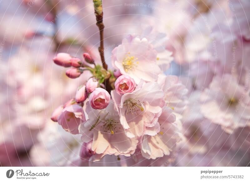 Kirschblüte Zierkirsche Frühling Blüte rosa Kirschblüten Baum Blühend Farbfoto Außenaufnahme Natur Schönes Wetter Kirschbaum Frühlingsgefühle Menschenleer