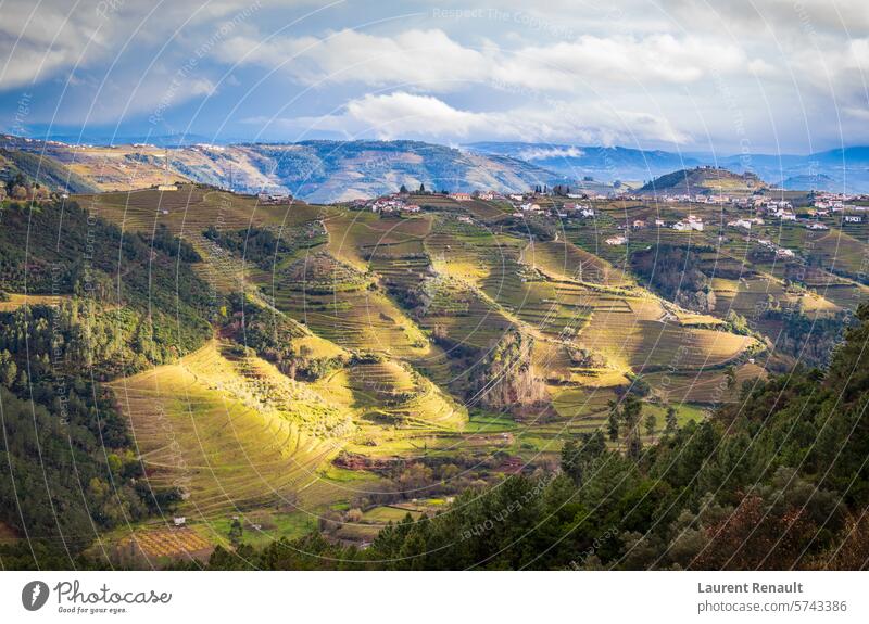 Das Douro-Tal mit den Weinbergen der Terrassenfelder, Portugal Norte Ackerbau schön Kultur Bauernhof grün Hügel Landschaft Berge u. Gebirge Natur Fotografie