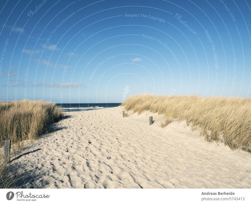 Schöner Weg zum Strand an einem sonnigen Morgen Sand Düne Stille Windstille sich[Akk] entspannen Natur Sehvermögen Entfernung niemand Seeküste Betrachter reisen