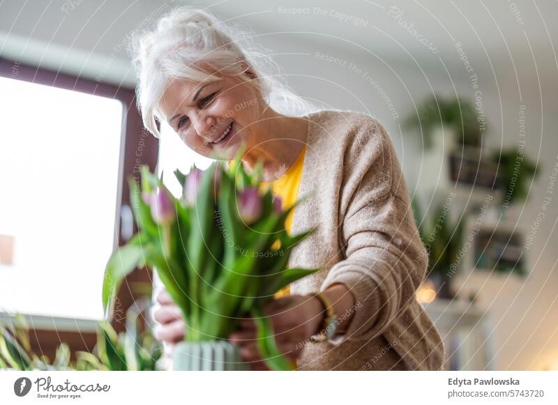 Glückliche ältere Frau mit Tulpenstrauß in Vase zu Hause Menschen lässig Tag Porträt im Innenbereich echte Menschen weiße Menschen Erwachsener reif