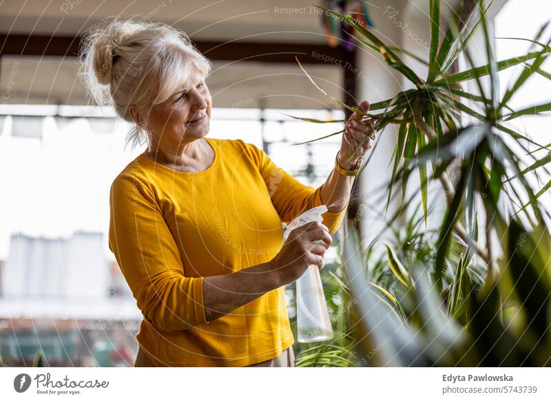Ältere Frau bei der Pflege von Zimmerpflanzen zu Hause Menschen lässig Tag Porträt im Innenbereich echte Menschen weiße Menschen Erwachsener reif