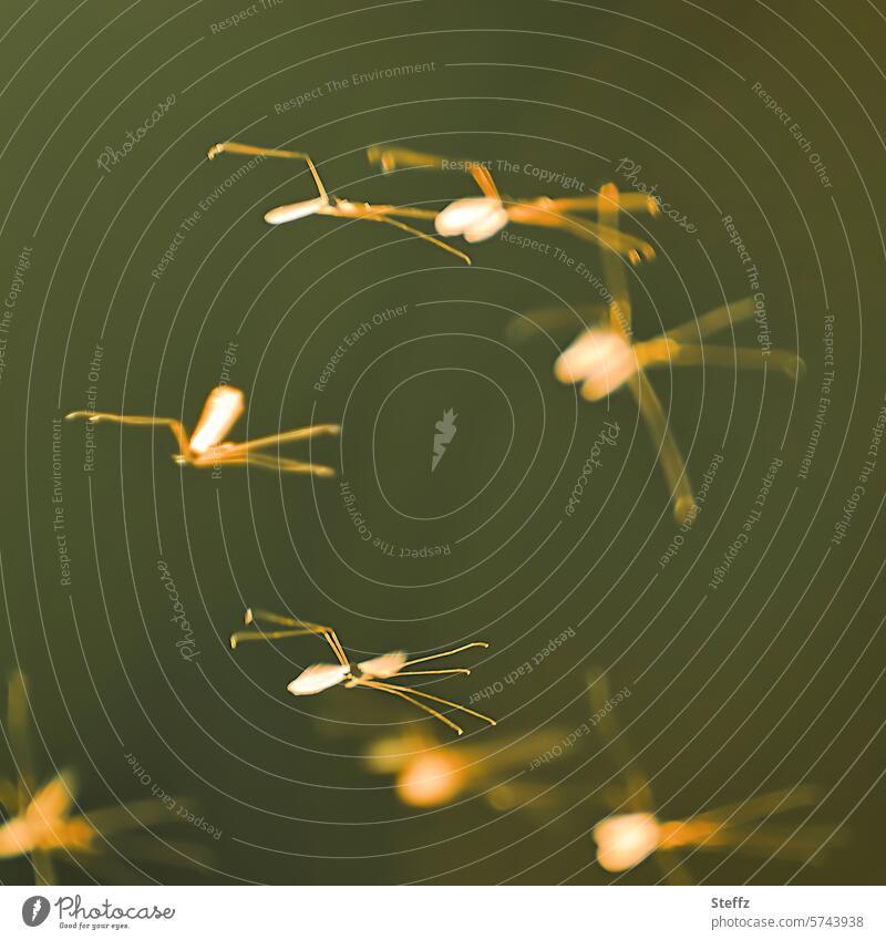 ein Tanz in der Sonne Wintermücken Mückentanz sonnig Sonnenlicht Mückenschwarm Mückenplage Insektenschwarm Paarungsrituale Schwarm Flügel Gegenlicht Silhouetten