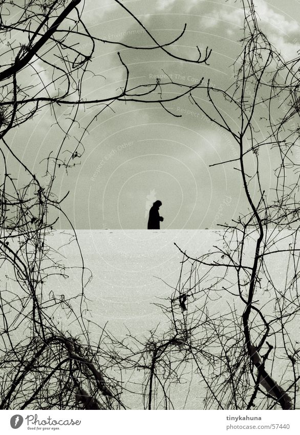 Die seltene Spezies des Bilderrahmenstrauches Winter Wolken Sträucher Silhouette Einsamkeit Unterholz Schnee Ast Spaziergang Rahmen