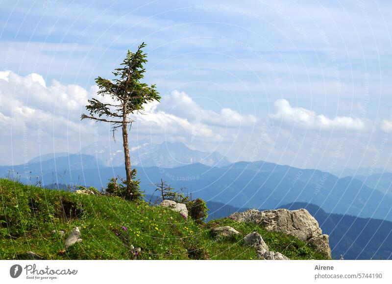 Baum grenzwertig Berge u. Gebirge Alpen Nadelbaum allein grün Himmel einsam hoch blau Fichte Kiefer Baumgrenze Alleinstellungsmerkmal Latschenkiefer karg