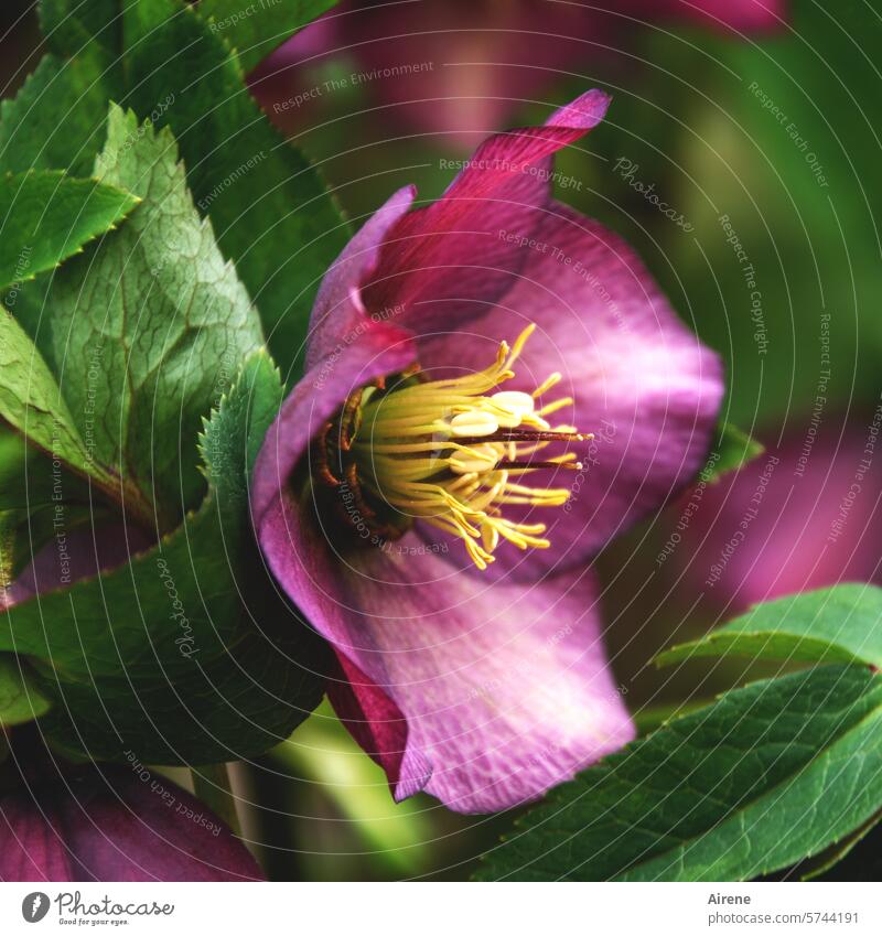 die Trotzige violett purpurrot Blüte Zierpflanze Blume Nahaufnahme lila Blumen Farbe Garten blühen Gartenblume blühend Blütenpflanze gelb Staubfäden