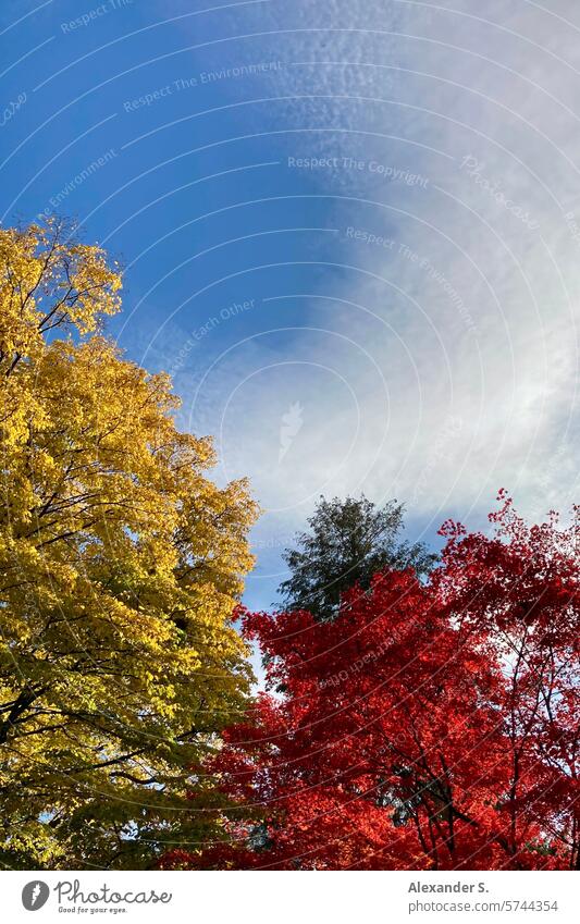Bäume mit gelbem und rotem Laub sowie blauem Himmel mit Wolkenschleier Herbst Laubwerk Blätter farbige Blätter Farbe herbstlich Herbstlaub Herbstfärbung