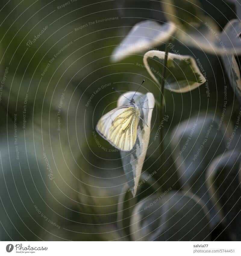 Tarntaktik eines Schmetterlings Weißling Grünader-Weißling Rapsweißling Pieris napi Natur grün Flügel Insekt Nahaufnahme Tier Blätter Pflanze Tarnung