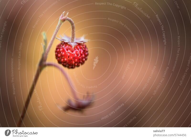leckeres Früchtchen | reife Wald-Erdbeere Monatserdbeere Erdbeeren Frucht frisch süß Gesundheit rot Farbfoto Nahaufnahme Vitamin fruchtig Sommer geschmackvoll