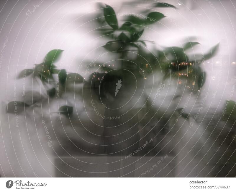 Verschwommene Ansicht einer Grünpflanze hinter einer Milchglasscheibe mystisch Nebel unheimlich gruselig Schatten geheimnisvoll spukhaft geisterhaft Spuk