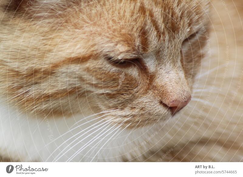 Katze katze kopf katzenkopf ausschnitt portrait detail haare fell schnurhaare tier haustier Nase gesicht
