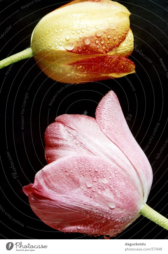 Gespräche unter Tulpen Sommer Garten Natur Pflanze Wasser Wassertropfen Frühling Blume ästhetisch gelb grün rosa schwarz Farbe feucht Niederlande 2 Gärtnerei