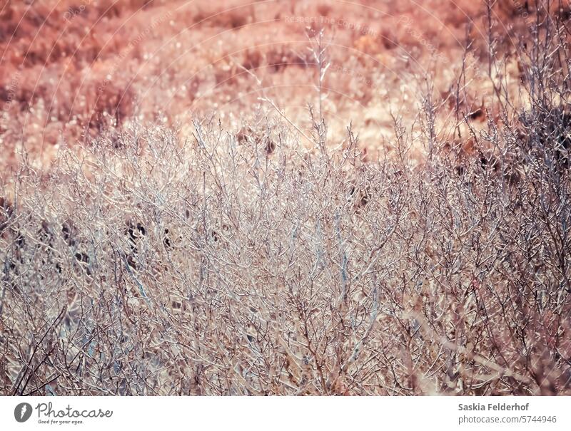 blattlose Sträucher am Rande des Moors Bäume Muster Natur Warme Töne im Freien Landschaft wild natürlich Feuchtgebiete Nova Scotia Kanada Klima Klimawandel