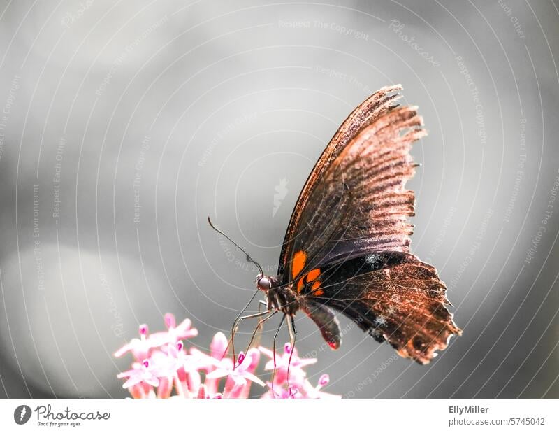 Schmetterling sammelt Nektar auf einer Blüte sammeln Insekt Tier Blume Pflanze Flügel Makroaufnahme Natur Nahaufnahme Garten Blühend fleißig Sommer Umwelt