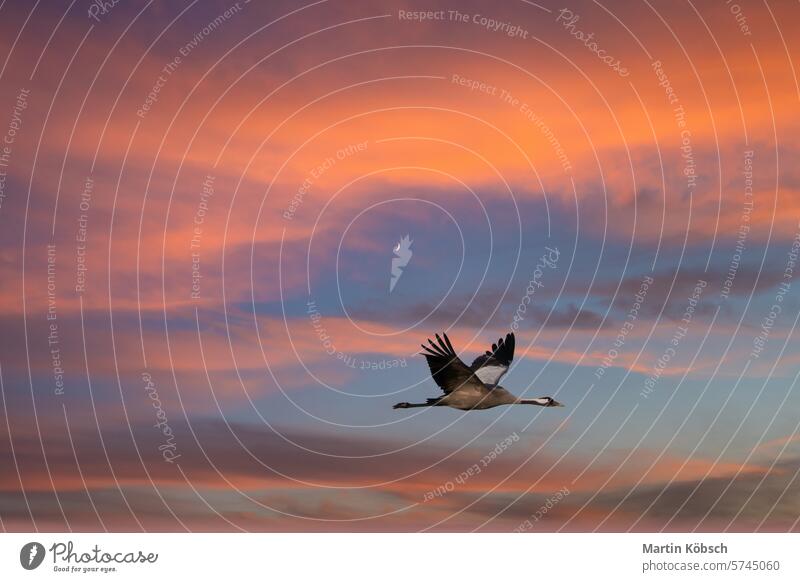 Kraniche fliegen bei Sonnenuntergang in den Himmel. Zugvögel auf dem Darss. Foto Wildtiere Feld Wald Vögel Ornithologe Darß Tier Saison Abenteuer Landschaft