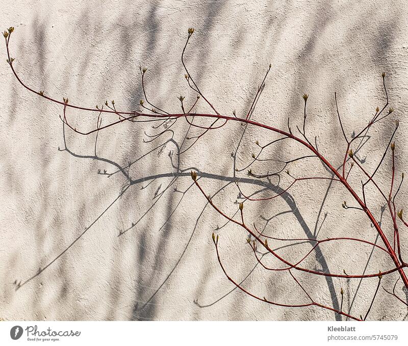 Zarte  Schatten und rote Zweige an einer weißen Wand Zweige u. Äste Natur Äste und Zweige kahl Außenaufnahme Wandel & Veränderung Jahreszeiten Pflanze Farbfoto