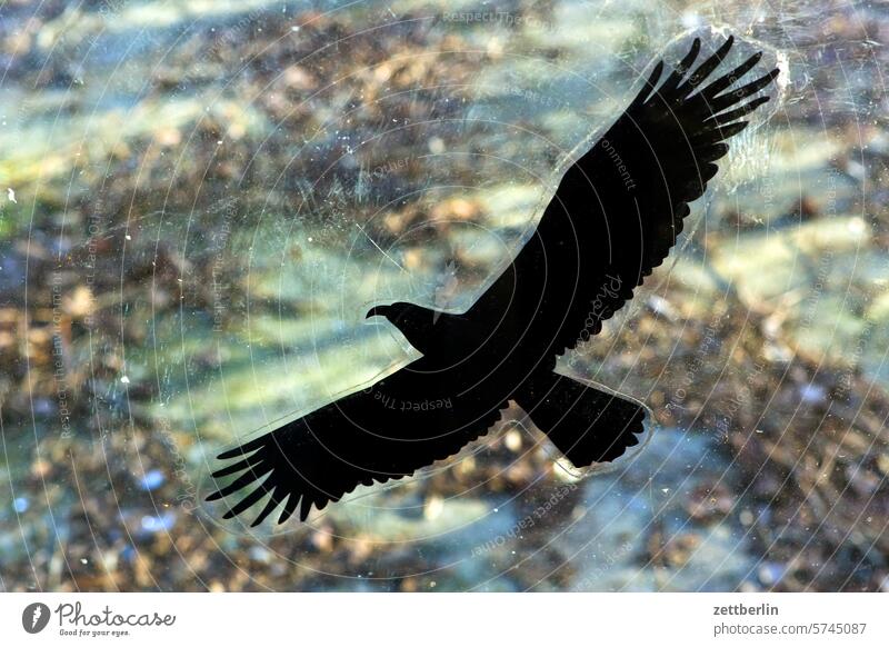 Raubvogel (Aufkleber) raubvogel adler bussard habicht flugbild silhouette aufkleber glas scheibe glasscheibe umriss tier deko dekoration