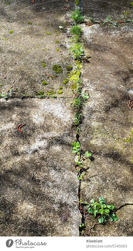 Grüne Risse im Weg - die Natur bahnt sich ihren Weg Unkraut Gras Moos Kraut authentisch grün Pflanze Wachstum Schattenpflanze alt kaputt Stein abstrakt