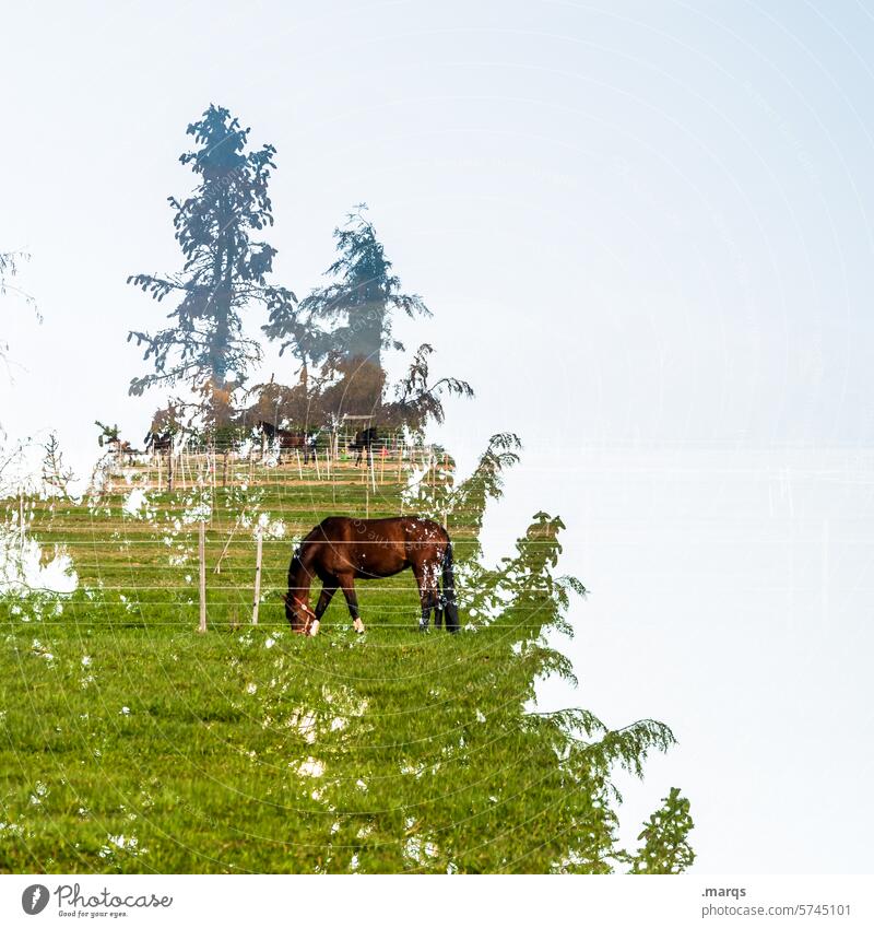 Pferdeweide weiden Tier Weide Natur Wiese Umwelt Gras ländlich Baum Himmel Doppelbelichtung außergewöhnlich grasen