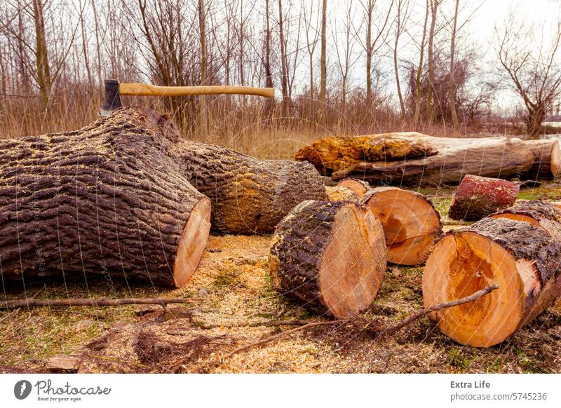 Eine Axt sticht in einen frisch gesägten Baumstamm, Holzstämme liegen auf dem Boden, bereit für den Transport aus dem Wald Biomasse Klinge hacken Querschnitt