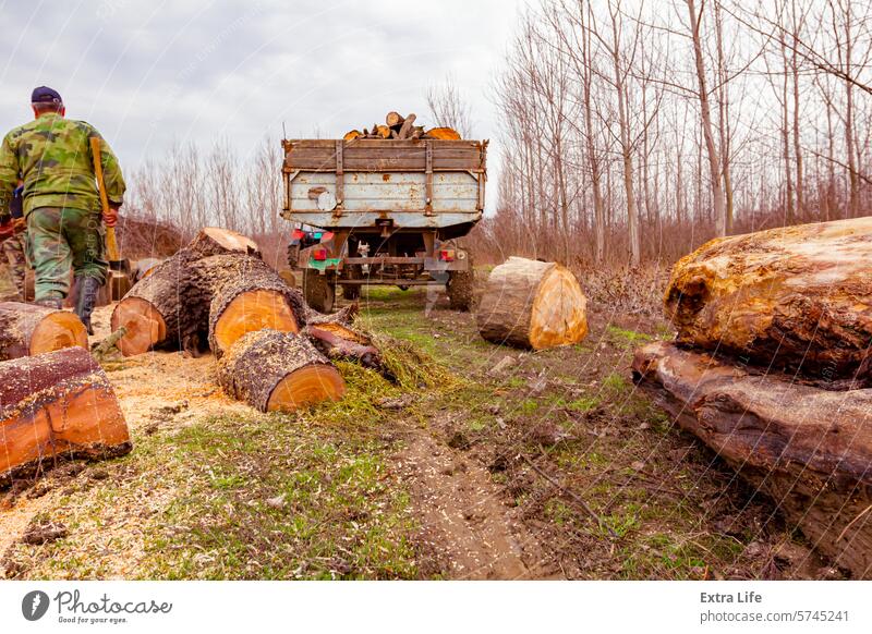 Frisch gesägte Stämme, Holzstämme auf dem Boden, bereit für den Transport aus dem Wald Biomasse Haufen Ladung hacken Querschnitt geschnitten Entwaldung