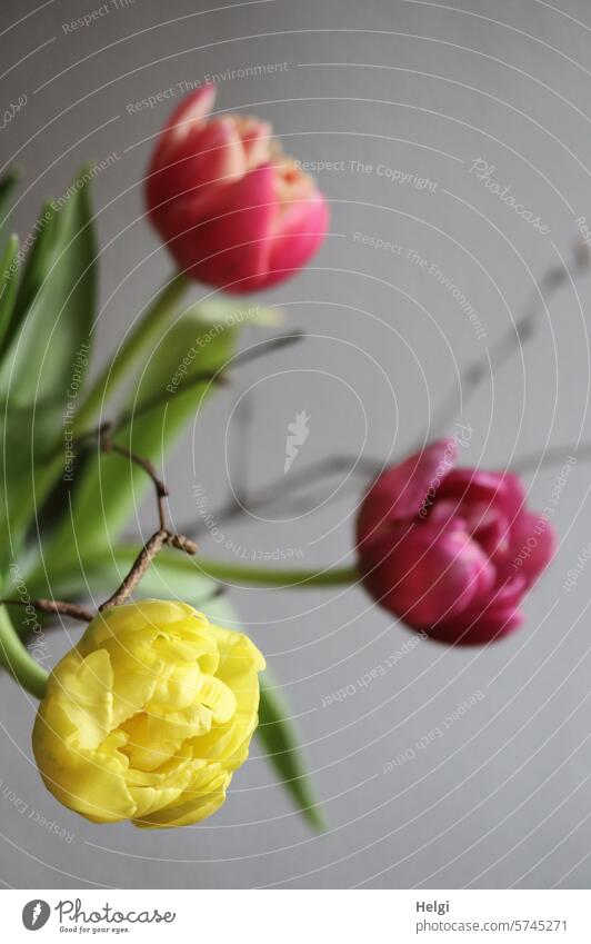 Tulpen und Zweige II Blume Blüte Tulpenblüte Blumenstrauß Vase Frühling Blühend Pflanze Farbfoto Blatt Dekoration & Verzierung Menschenleer Innenaufnahme