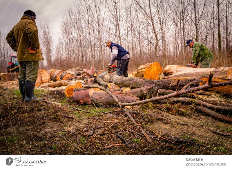Holzfäller, Holzfäller, schneidet Brennholz, Holzstämme, mit Motorkettensäge Klinge anketten Kettensäge hacken geschnitten Entwaldung Ökologie gefällt Feller