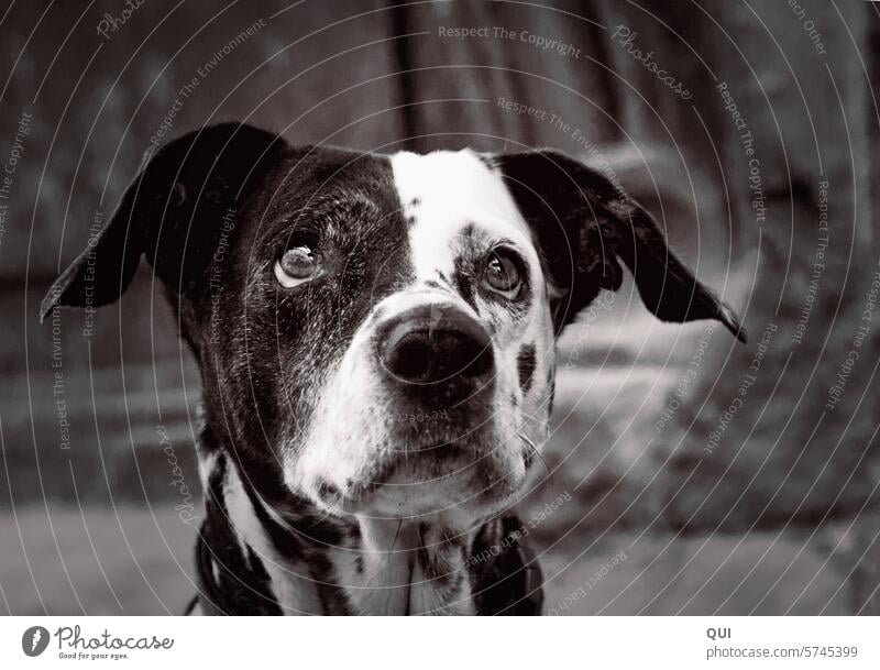 Strolchi- ein ganz besonderer italienischer Straßenhund Black and White Mischling Schwarz weiß Hund Hundeportrait Schlappohr Schlappohren Italien Streuner