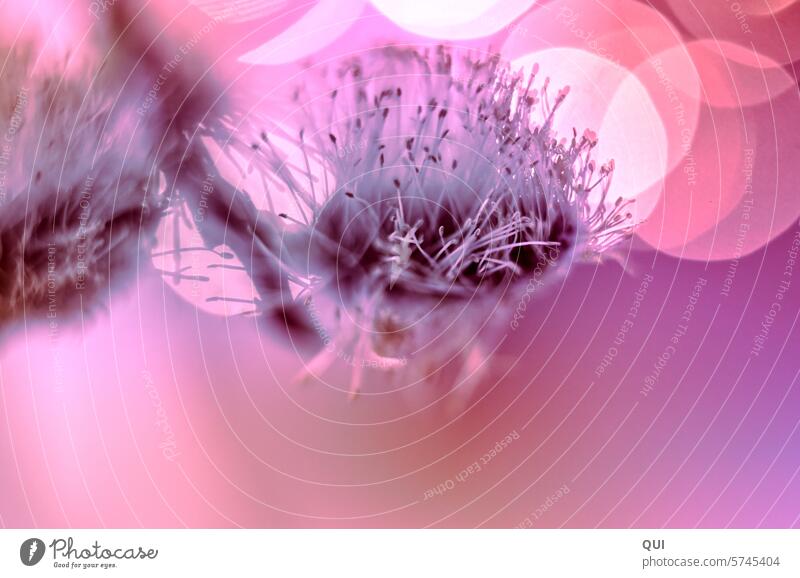 Die andere Art von Kätzchen in besonderem Licht Weidenkätzchen Pflanze Frühling Blüten Pollen Bubbles pink Kugeln Lichtspiel Bokeh Fäden Salix Blütenstaub Natur