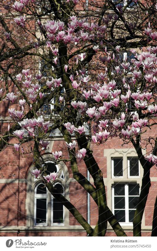 magnolie und architektur magnolienblüten magnolienbaum magnolia blühen hellrosa frühling frühjahr fassade gebäude jahreszeit zierstrauch magnolienstrauch garten