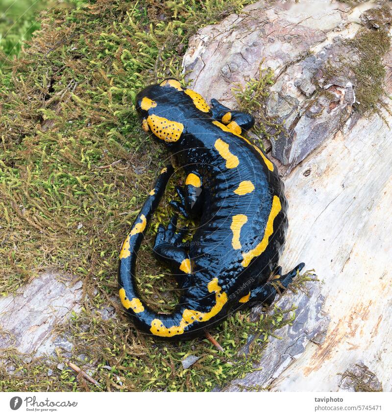 Salamander in voller Länge in seinem natürlichen Lebensraum schwarz Amphibie wild Umwelt Fauna Natur Feuersalamander grün Tierwelt Salamandra amphibisch Kreatur