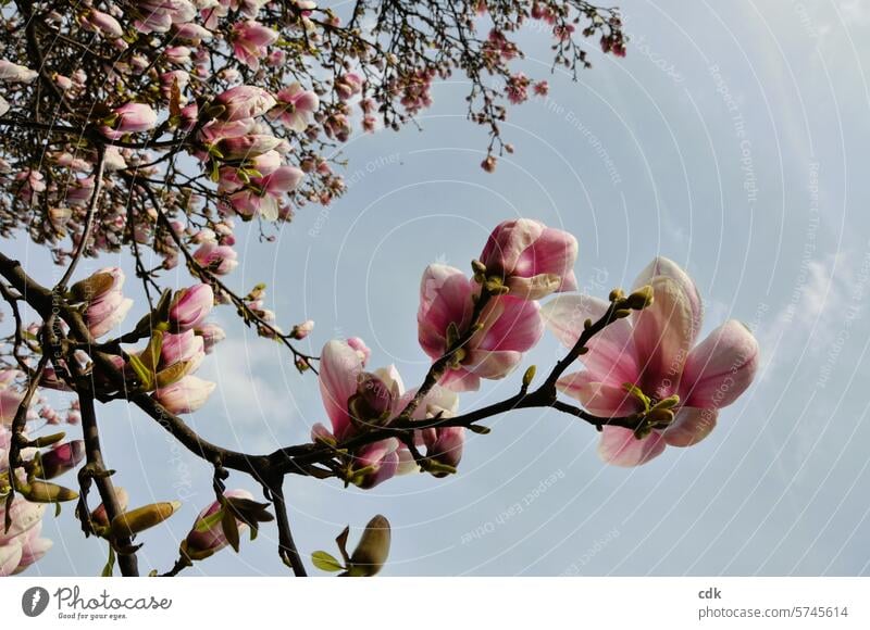 Magnolienblüte | Blütezeit | endlich Frühling! Magnoliengewächse Blüten Magnolienbaum Natur rosa Baum Pflanze Frühlingsgefühle zarttosa rosarot edel groß frisch