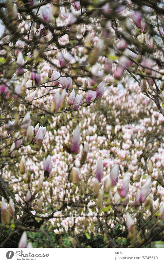 Ein Blütenmeer: mehrere Magnolienbäume voller rosa Blüten. Magnoliengewächse Magnolienblüte Magnolienbaum Frühling Natur Baum Pflanze Frühlingsgefühle zarttosa