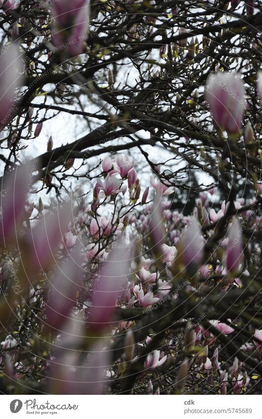 Rosa Magnolienblüten zwischen alten, knorrigen Ästen im Frühling. Magnoliengewächse Blüten Magnolienbaum Natur rosa Baum Pflanze Frühlingsgefühle zarttosa