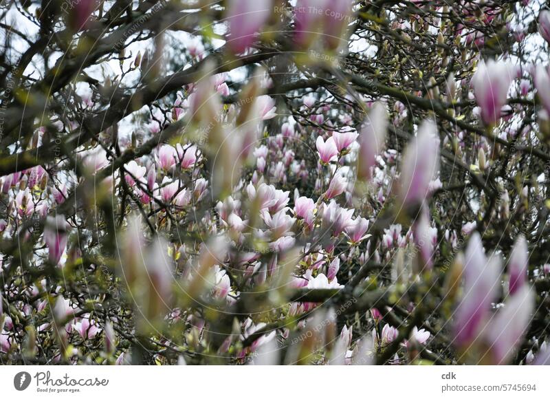 Magnolienblüten in Hülle und Fülle | Frohe Ostern! Magnoliengewächse Blüten Magnolienbaum Frühling Natur rosa Baum Pflanze Frühlingsgefühle zarttosa rosarot
